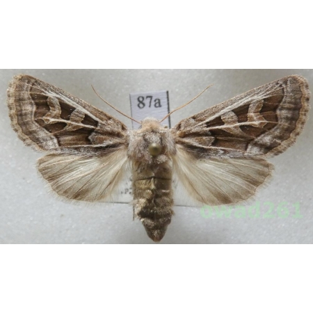 Episema glaucina (Esper, 1789) female Czech87a